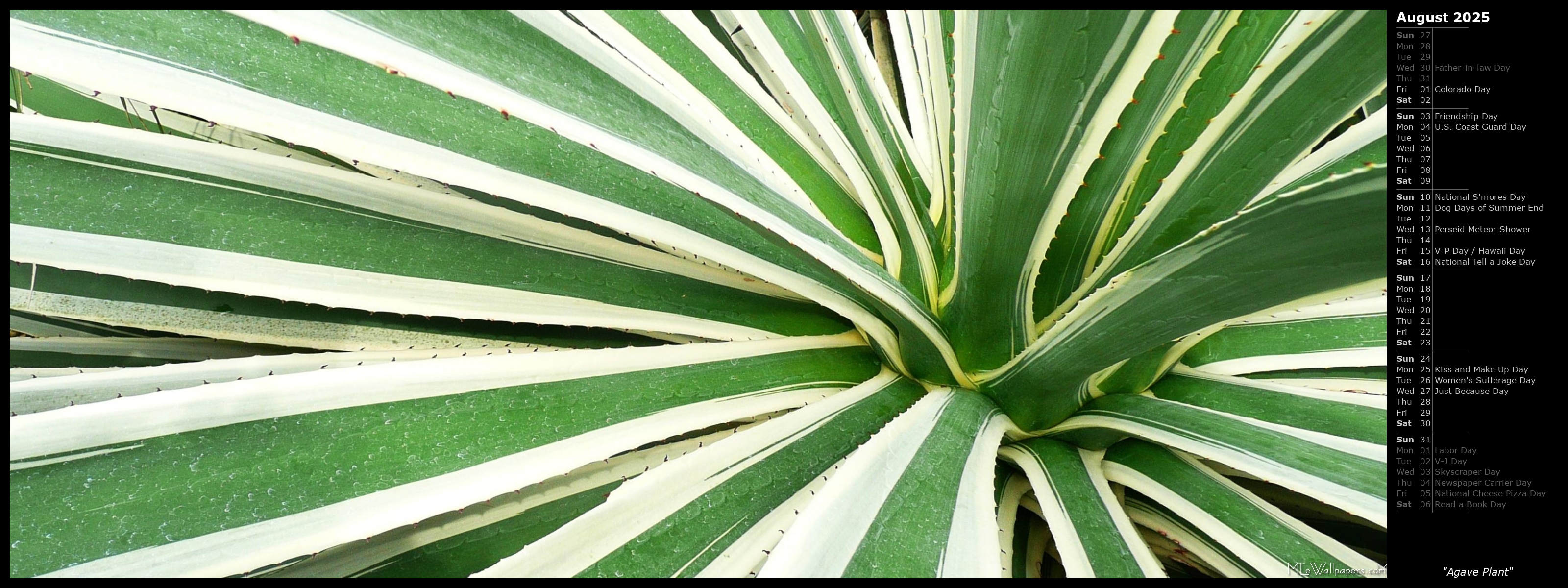 859 Agave Plants Photos, Pictures And Background Images For Free Download -  Pngtree