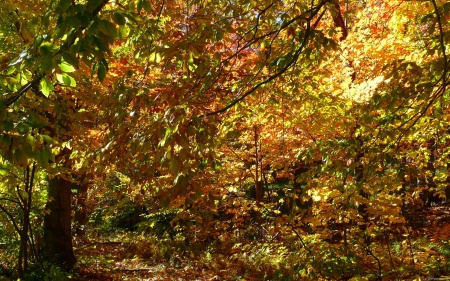 Canopy of Fall Leaves II