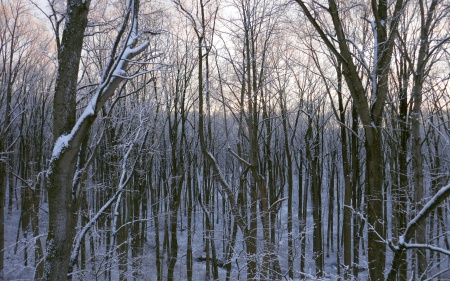 Forest of Snowy Trees