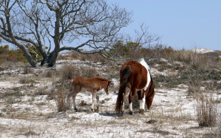 Mother and Baby Horse at Assateague