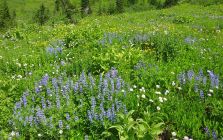 Field of Wildflowers at Mount Rainier