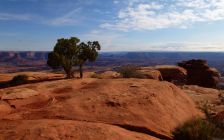 Tree Out of Red Rocks I