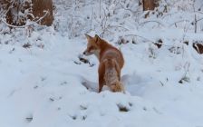 Winter Fox