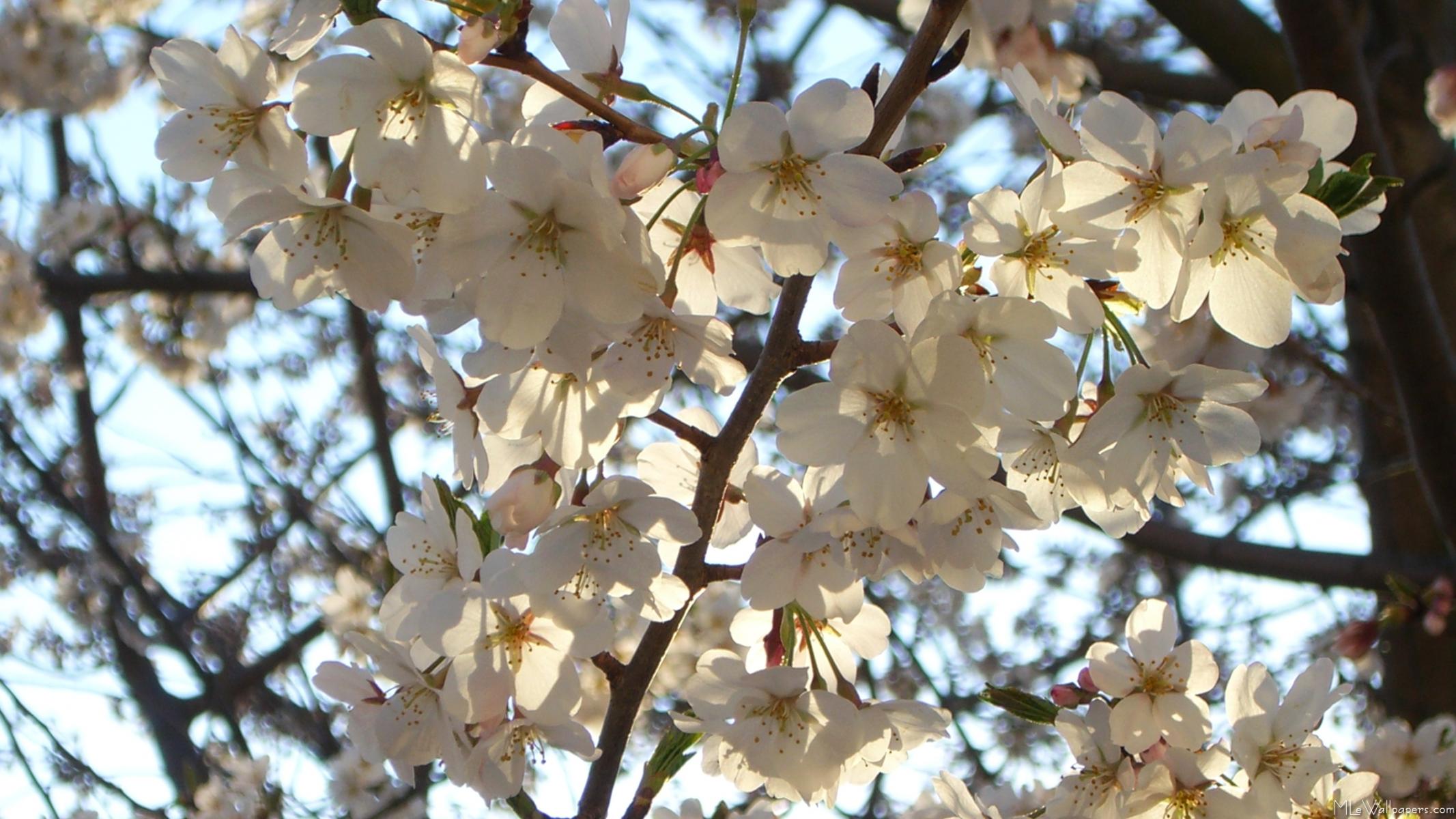 MLeWallpapers.com - Evening Cherry Blossoms I