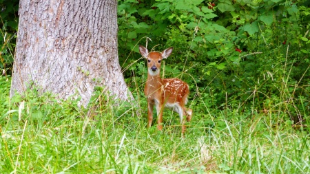 Baby Deer in the Woods