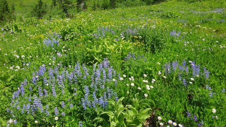 Field of Wildflowers at Mount Rainier