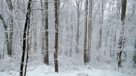 Snowy White Poplar Forest