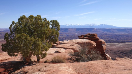 Tree Out of Red Rocks II