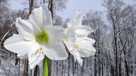 White Amaryllis and Snow II