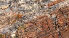 Petrified Log Closeup I