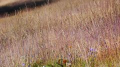 Purple Grass and Wildflowers