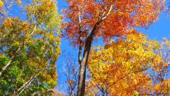 Three Shades of Colorful Fall Maple