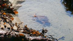 Tidepool at Sand Beach