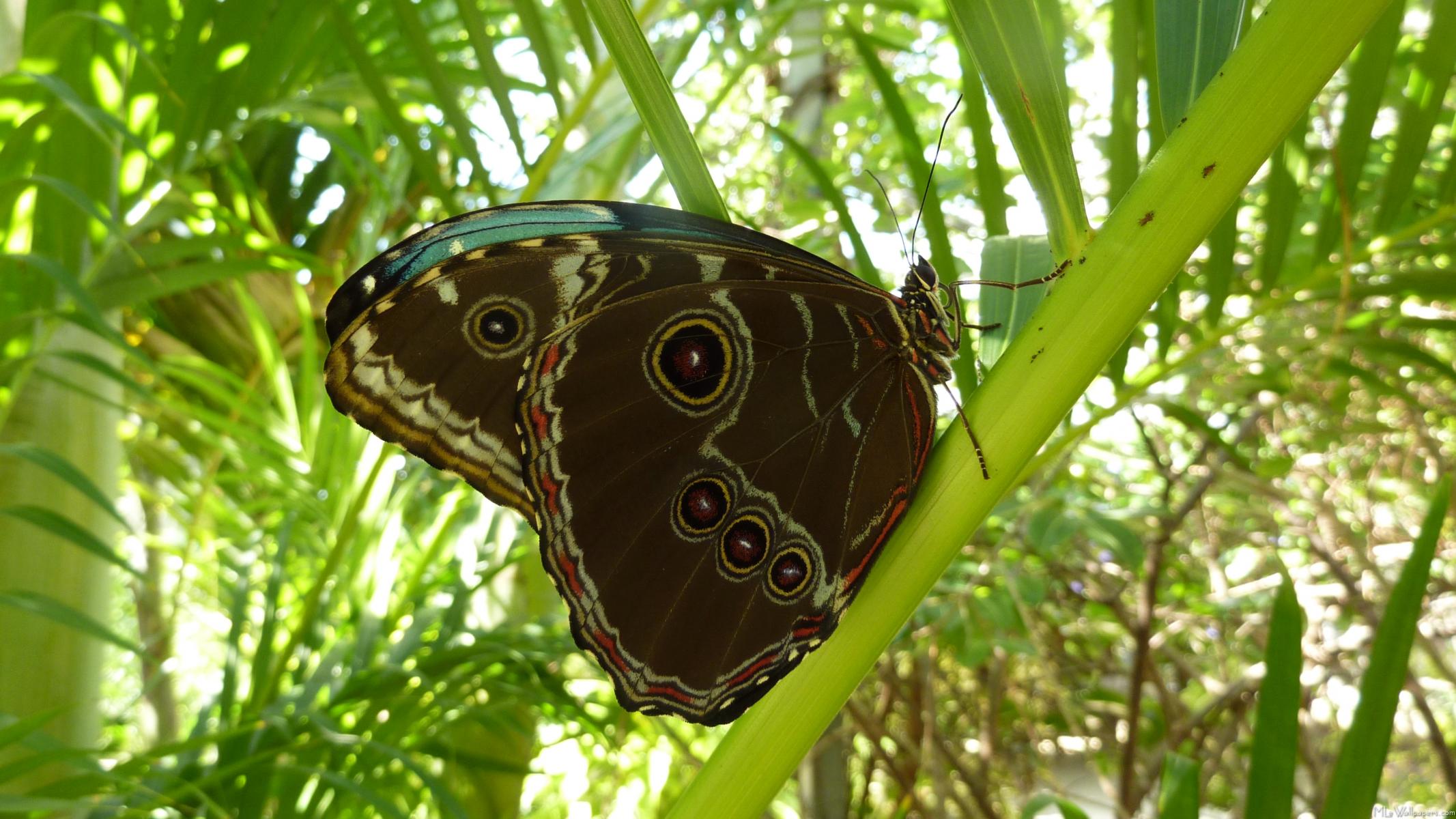 Go diego go a blue morpho butterfly