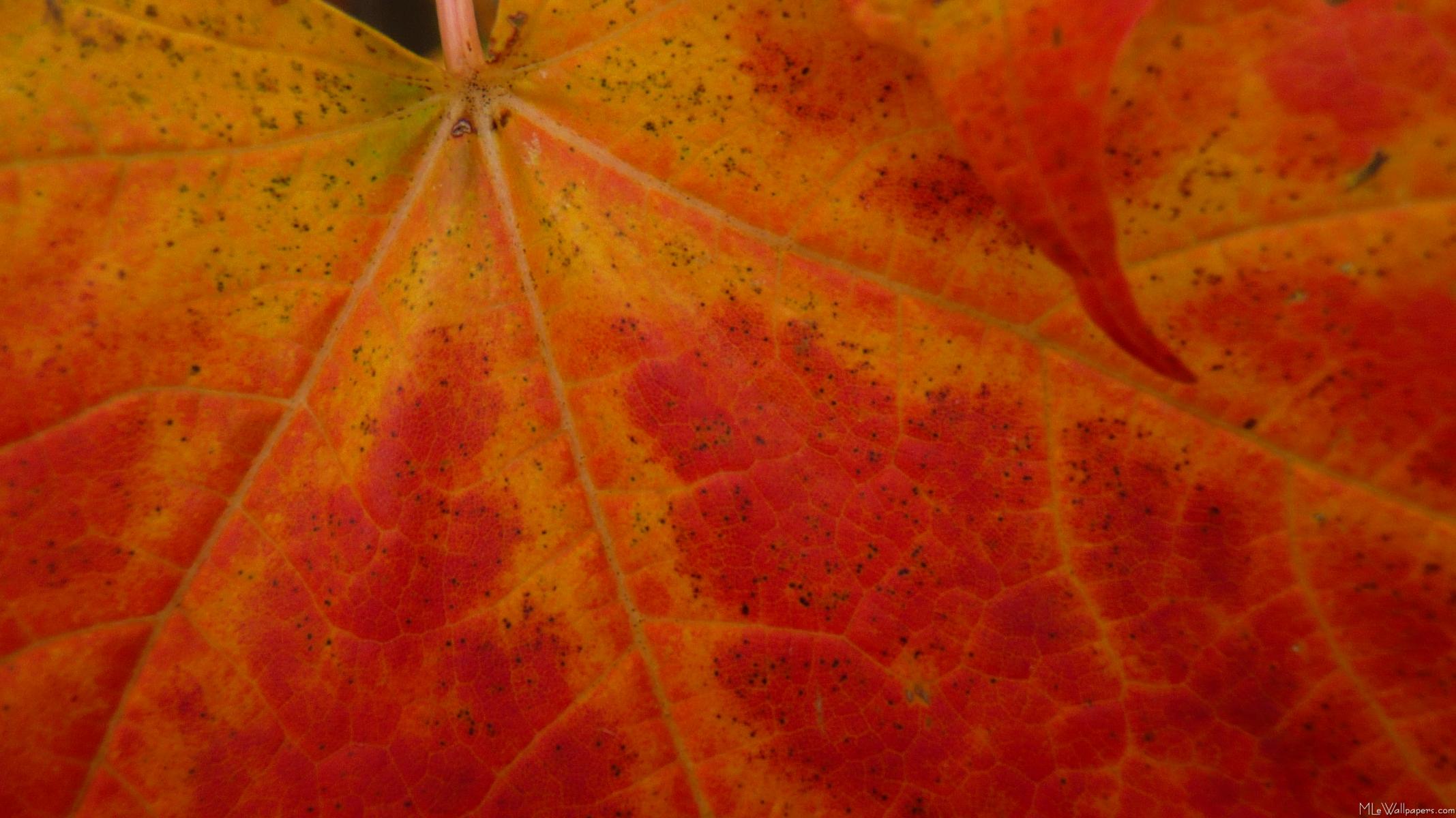 falling maple leaf wallpaper