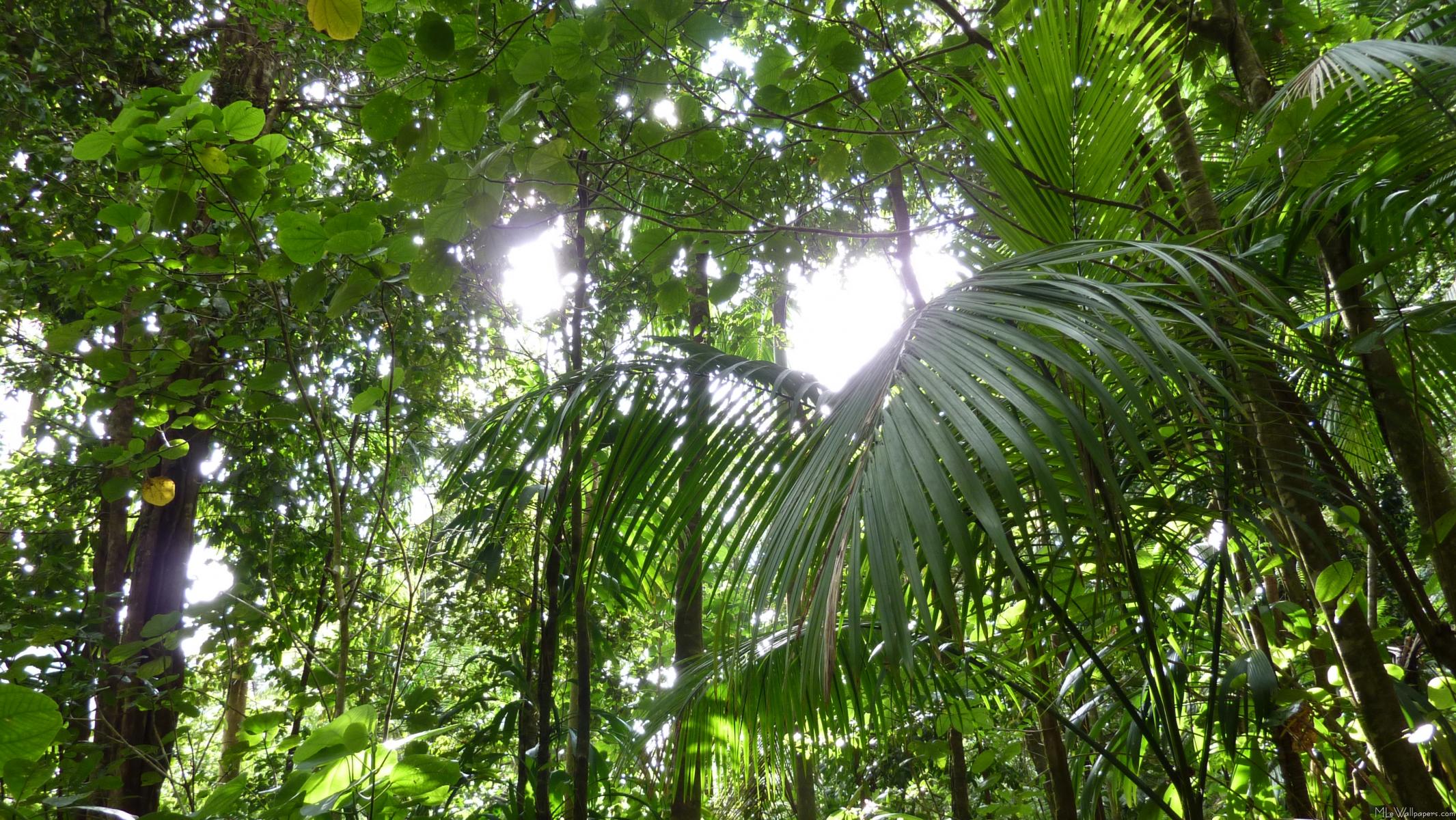 Canopy Jungle