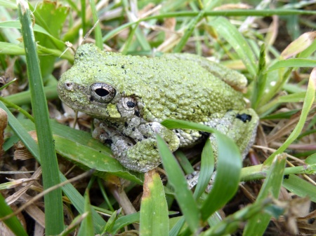 Eastern Grey Treefrog