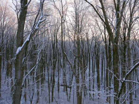 Forest of Snowy Trees