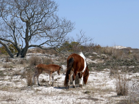 Mother and Baby Horse at Assateague