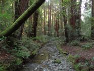 Muir Woods Stream