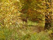 Pennsylvania Deer in Fall