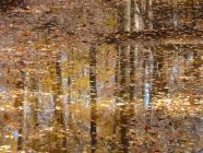 Reflection in Still Creek