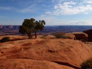 Tree Out of Red Rocks I