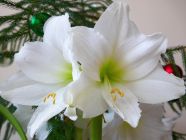 White Amaryllis and Christmas Tree