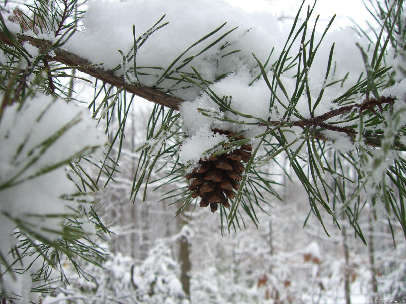 Snowy-Pine-Branch-68.jpg