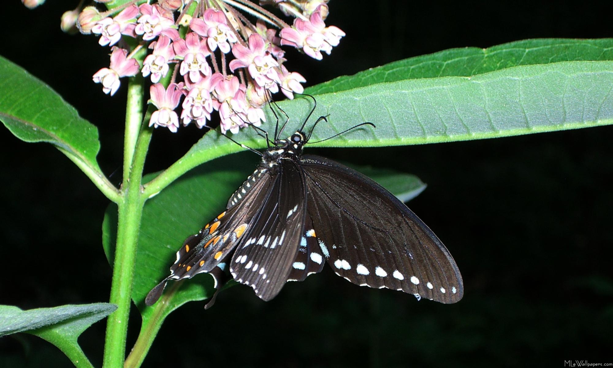 Песни бабочка ночь. Бабочка ночью. Black Swallowtail Butterfly. Бабочка ночная красавица. Ночная бабочка энтомолог дальнего Востока.